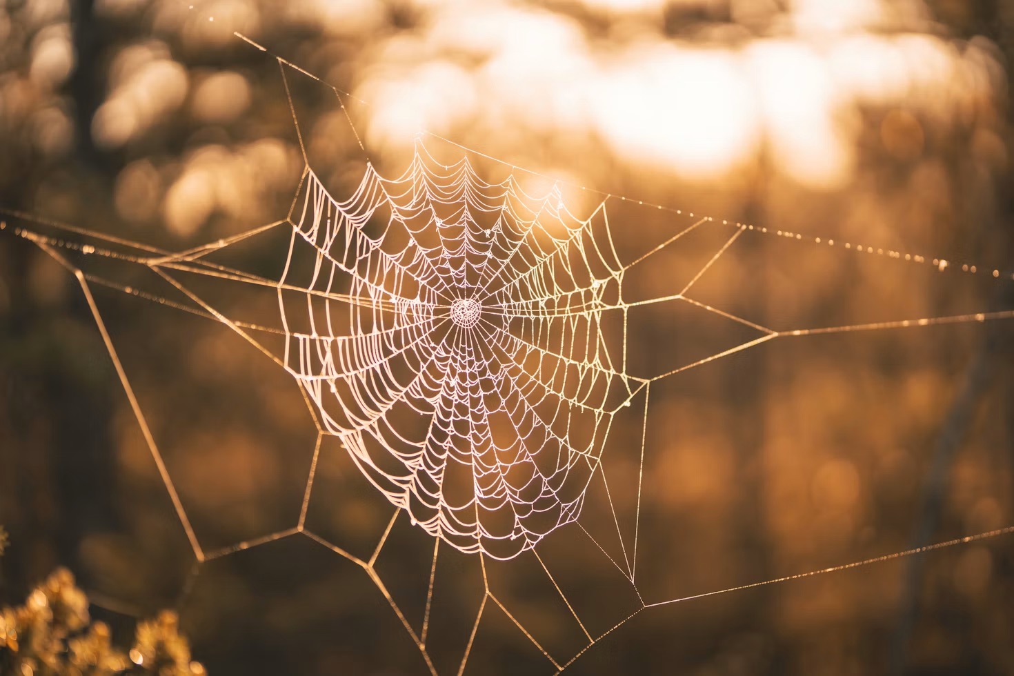A spider web lit by warm sunlight